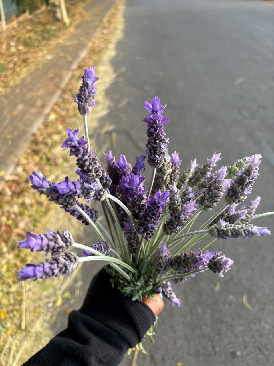 A hand holding a freshly cut bouquet of lavender
